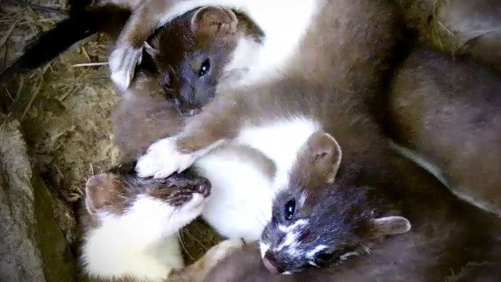 Film | Inside a Secret Stoat Nest: Rare Footage Reveals Hidden Life | Discover Wildlife
