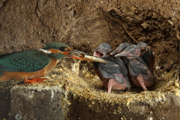 When kingfishers disappear underground: filming their secret lives