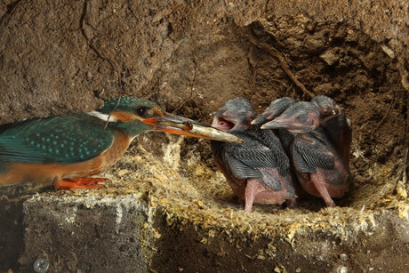 When kingfishers disappear underground: filming their secret lives