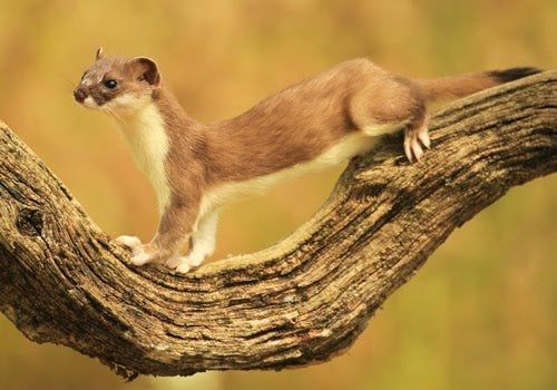Hoping for stoat kits in the garden this spring – Robert E Fuller