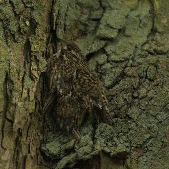 Tree Creepers Fledge – Robert E Fuller