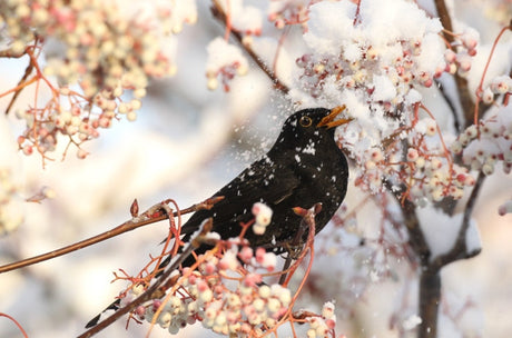 blackbird perched on snowy branch