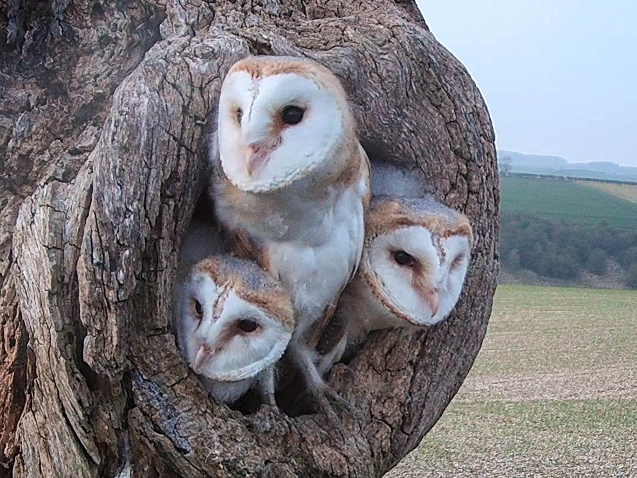 Film | Barn owl fledglings find their wings | Watched over by