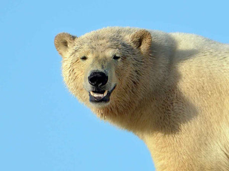 Film | Arctic wildlife wonders: polar bear, walrus & more | Travel Svalbard