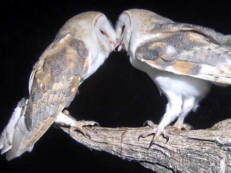 Barn owl Gylfie finds new foster love.