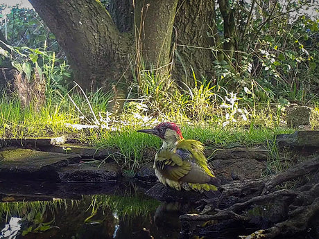 Film | I Spot a New Green Woodpecker at My Wildlife Pond | Discover Wildlife