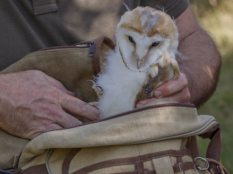 Film | Barn Owl Chick's Hefty Size Revealed During ID Ringing  | Gylfie & Dryer