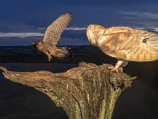 Film | Young Barn Owl's Close Encounter With Kestrel | Gylfie & Dryer