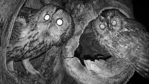 Film | Tawny Owl Begins New Search for Nest | Luna & Bomber