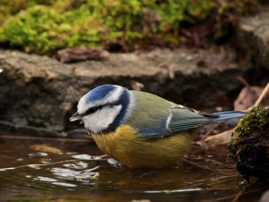 Film | Bath Time at my Wildlife Pond | Discover Wildlife