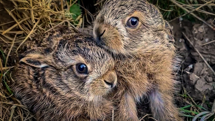 Film | Favourite Wildlife Moments | Your Nature Fix🐾