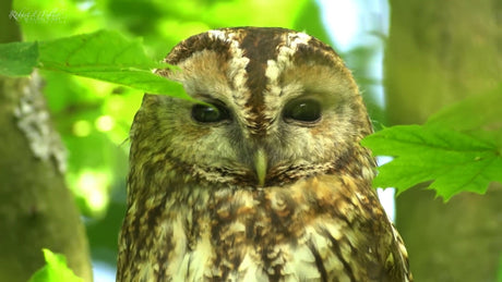 Film | Beloved Tawny Owl Disappears & New Male Moves In | Bomber & Luna