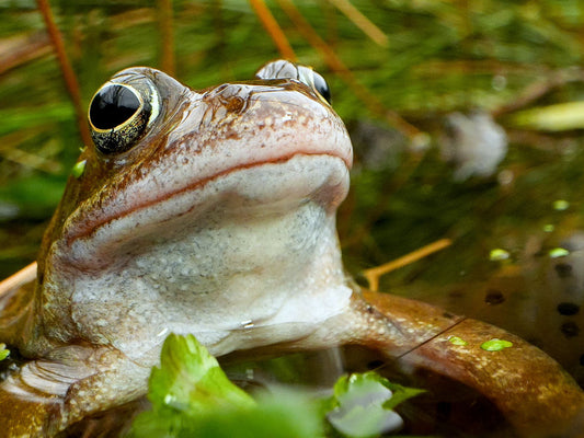 Film | Secret Lives of Frogs in My Garden Pond | Discover Wildlife