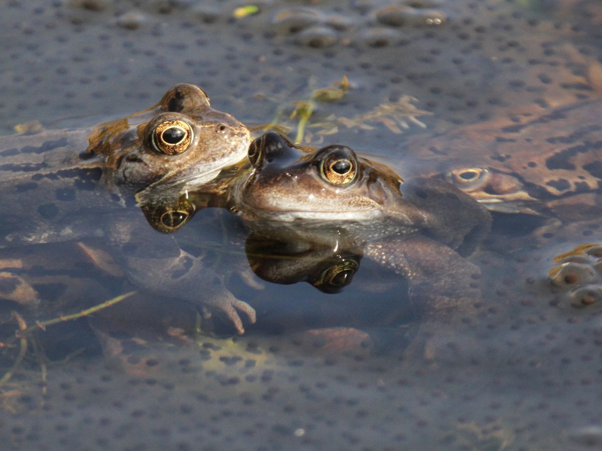Frogs Predators Pond predators: from frogs to wolf spiders – Robert E Fuller