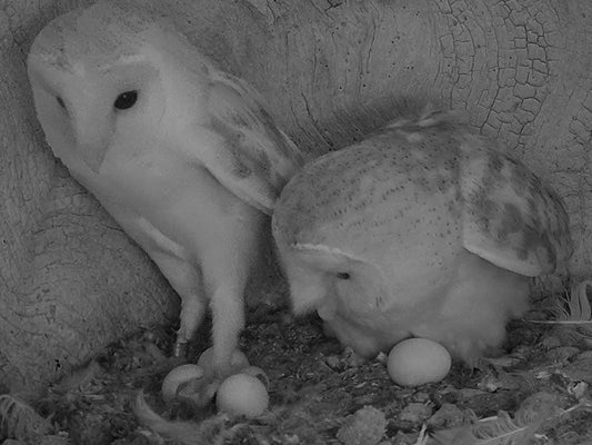 Film | Barn Owl Mum Tidies Up After Dad 'Rearranges' Eggs | Gylfie & Finn