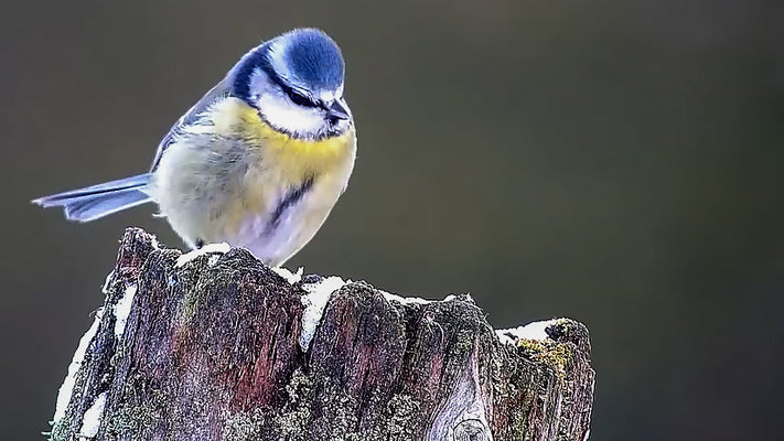 Film | How British Wildlife Copes With The Cold | Wildlife v Weather