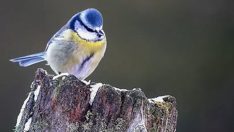 Film | How British Wildlife Copes With The Cold | Wildlife v Weather
