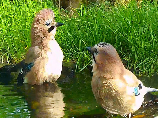 Film | I Was Delighted to Spot Jays Do This at My Pond | Discover Wildlife