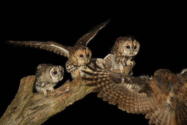 Why owls hoot loudest in Autumn