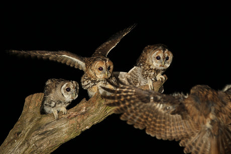 Why owls hoot loudest in Autumn