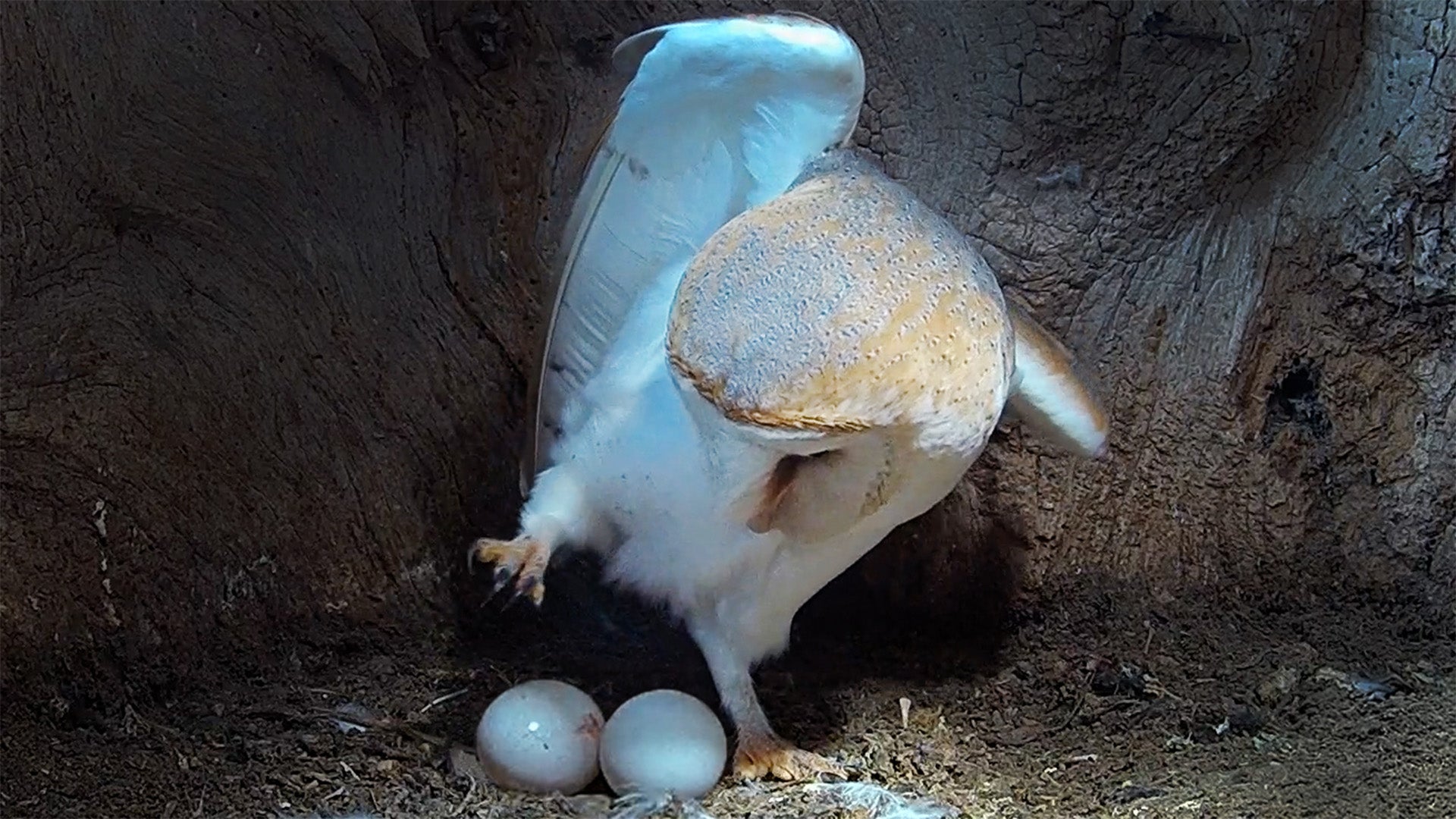 Film | Barn Owl Lays Unusually Small Clutch of Eggs | Gylfie