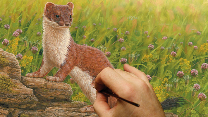 Film | Wildflower Meadow Inspires Stoat Painting | Wildlife Art
