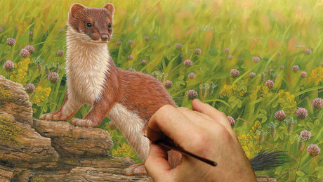 Film | Wildflower Meadow Inspires Stoat Painting | Wildlife Art