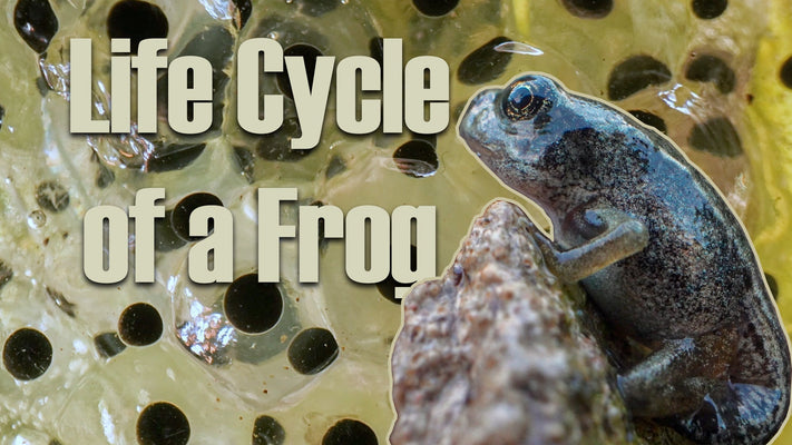 Film | How A Tadpole Becomes A Frog 🐸 | Discover Wildlife