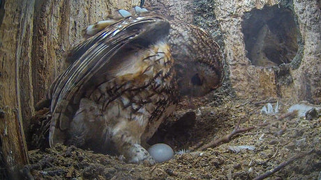 Film | Tawny Owl Whistles As She Lays First Egg of Season | Luna