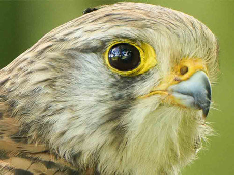 Film | Kestrel Family Tested by Rivals, Hunger and Illness | Apollo & Athena