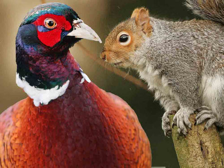 Film | Pheasants Out For Stroll Ambushed By Squirrel & Stoat  | Animals Do Funny