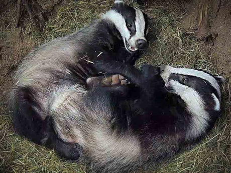 Film | Sleepy Badgers All-Day Nap: 11 Hours of Cuddles🦡💤 | Discover Wildlife