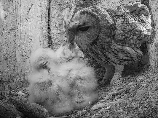 Film | Tawny Owl Dad Meets Chicks for First Time | Luna & Bomber
