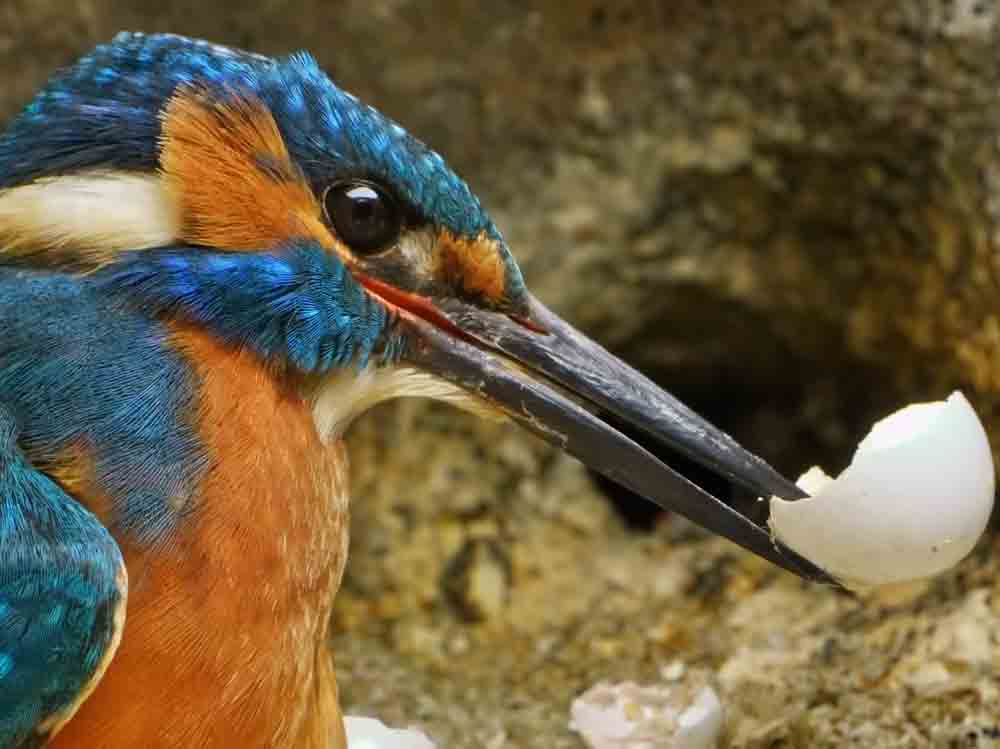 Film | Filming kingfishers remove egg shells from nest | Discover wild ...