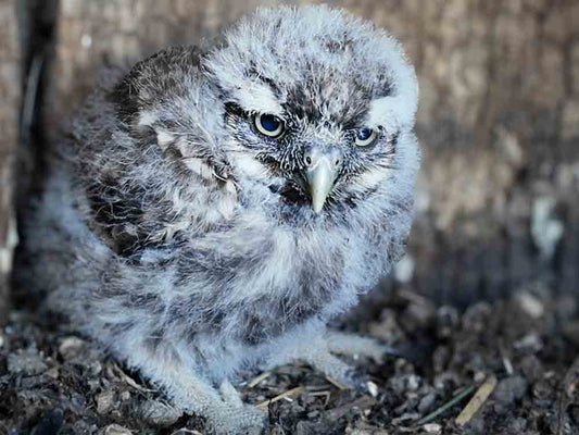 This Little Owl Chick is So Determined To Leave It's Nest | Discover Wildlife
