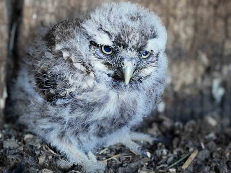 This Little Owl Chick is So Determined To Leave It's Nest | Discover Wildlife