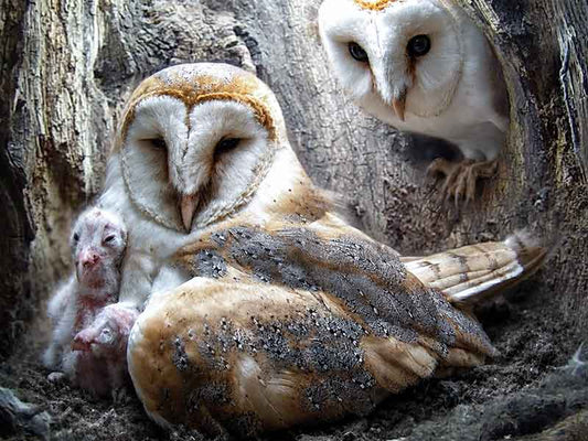 Film | My Brief Glimpses Into The First Days Of Two Barn Owlets | Orion & Celeste