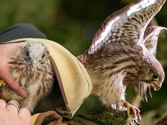 Film | All 6 Kestrel Chicks Fledge & Learn Life in the Wild 🦅| Apollo & Athena