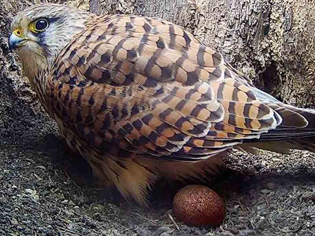 Film | Kestrel Lays Her First Egg & Dad Brings a Treat | Apollo & Athena