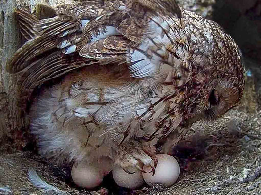 Film | As Tawny Owl Lays Eggs, Her New Partner Takes Great Care of Her | Luna & Shadow