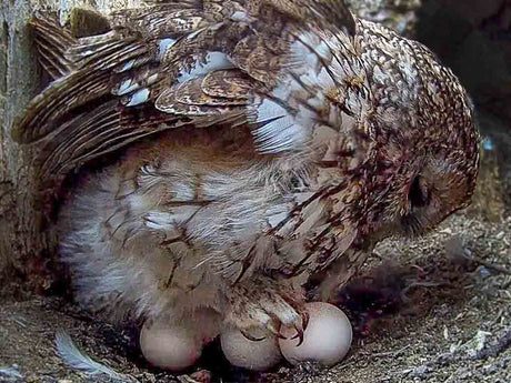 Film | As Tawny Owl Lays Eggs, Her New Partner Takes Great Care of Her | Luna & Shadow