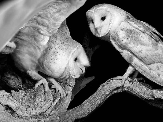 Film | Can This Barn Owl Learn To Love Again