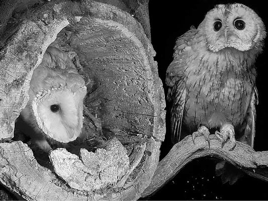 Film | This Young Tawny Owl Has a Lot to Learn | Gylfie