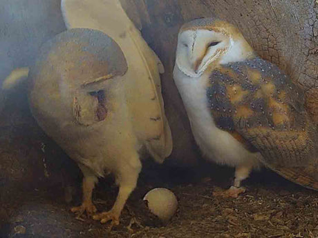 Film | Barn Owl Stands By Partner As She Lays 1st Egg | Gylfie & Dryer
