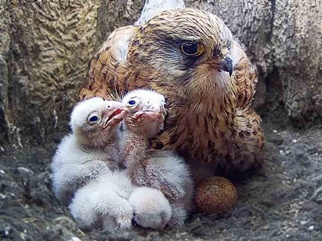 Film | Kestrel Chicks: Day One to Seven | Apollo & Athena