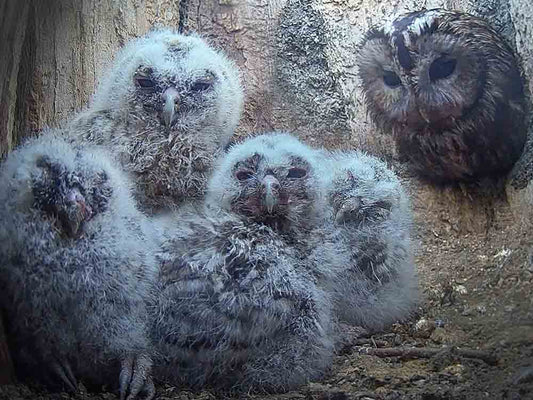 Film | How Tawny Owlets Spend Their Time When They're Only 19 Days Old | 24 Hr Timelapse | Robert E Fuller