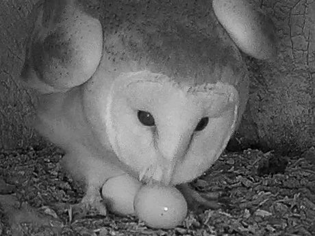 Film | Close Up Footage of  A Barn Owl Laying An Egg | Gylfie & Dryer