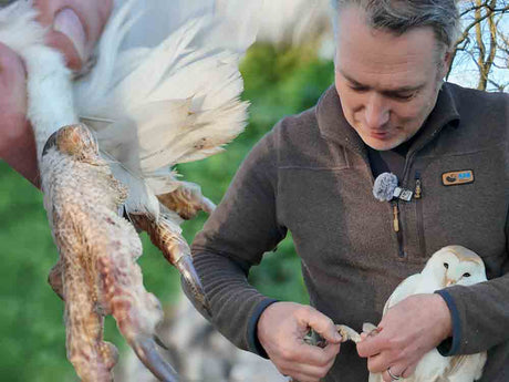 artist robert e fuller holding a barn owl in left of screen a close up of the barn owl's claw the talon had become hooked around the leg