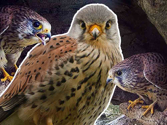 FILM | BIG Mistake! Female Kestrel Enters Rival's Nest | Apollo & Athena