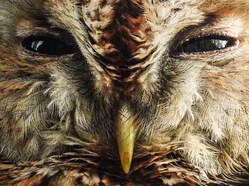film-long-reign-of-tawny-owl-who-fostered-countless-chicks-in-the-wi